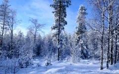 Tapeta Nature trees with snow 021.jpg